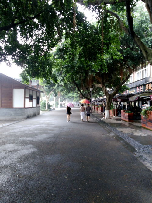 四川之行（二） 泸州印象——古树名酒与新生活力